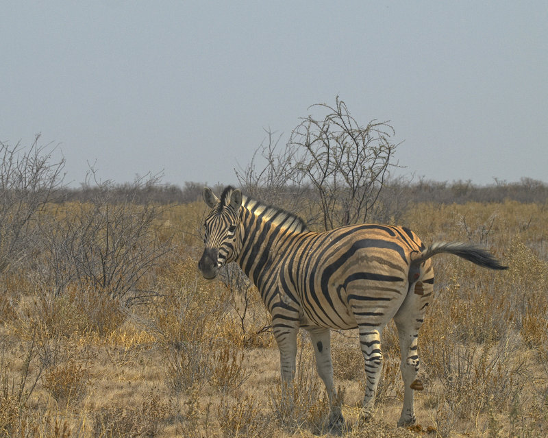 Okaukuejo, Zebra